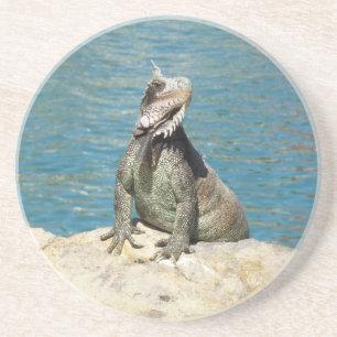 Dessous De Verre En Grès Photographie de la faune tropicale d'Iguana