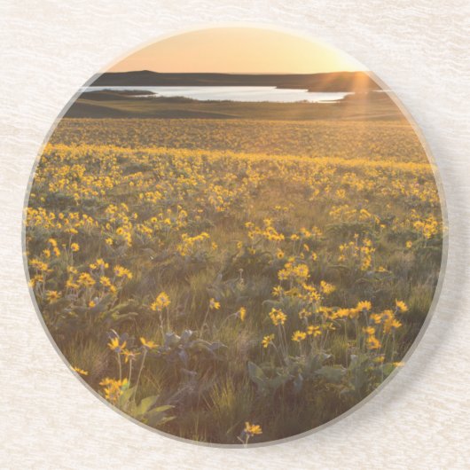 Dessous De Verre En Grès Pied de flèche Balsamroot Fleurs sauvages (Devant)