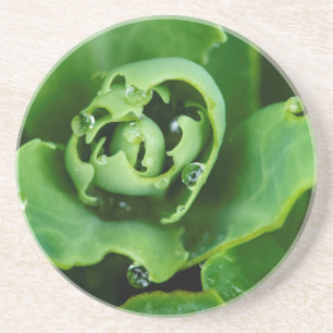 Dessous De Verre En Grès Plante grasse en gros plan avec des gouttelettes d