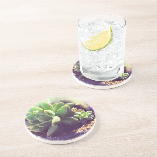 Dessous De Verre En Grès Plante Hen et Chicks (Côté)