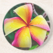 Dessous De Verre En Grès Plumeria rubra (Devant)