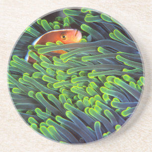 Dessous De Verre En Grès Poisson Anémone se cachant dans une Anémone, Mozam