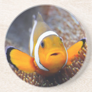 Dessous De Verre En Grès Poissons tropicaux de récif - Clownfish