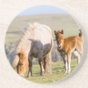 Dessous De Verre En Grès Poney Shetland au pâturage près de hautes falaises