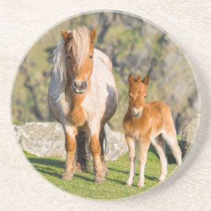 Dessous De Verre En Grès Poney Shetland dans un pâturage près de hautes fal