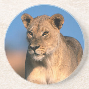 Dessous De Verre En Grès Portrait de lionne (Panthera Leo)