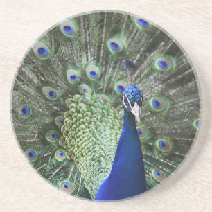 Dessous De Verre En Grès Portrait de paon avec des plumes