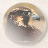 Dessous De Verre En Grès Profil d'un faucon pèlerin (Devant)