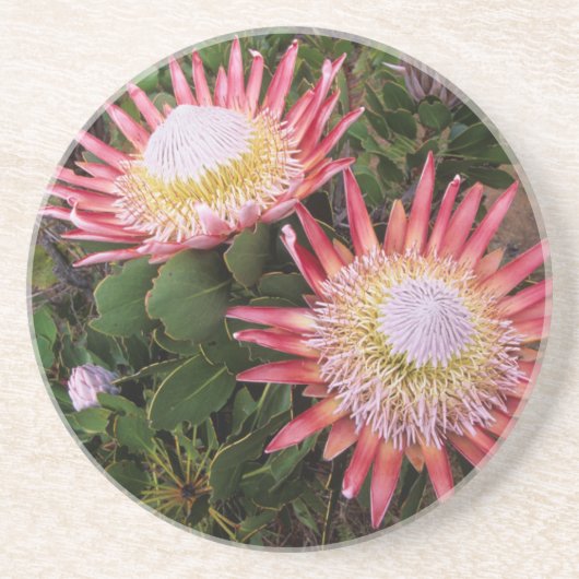 Dessous De Verre En Grès Protéa roi (Protea Cynaroides), Helderberg (Devant)