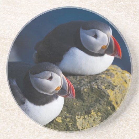 Dessous De Verre En Grès Puffin atlantique (Fratercula arctica) 7 (Devant)