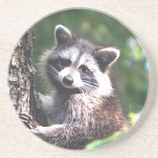 Dessous De Verre En Grès Raton laveur mignon et forêt (Devant)