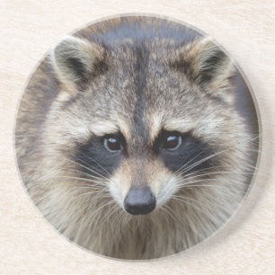 Dessous De Verre En Grès Raton laveur, Procyon lotor, Floride, États-Unis 2