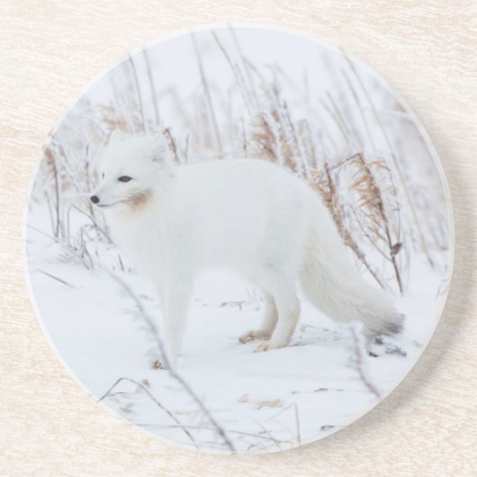 Dessous De Verre En Grès Renard arctique (Devant)