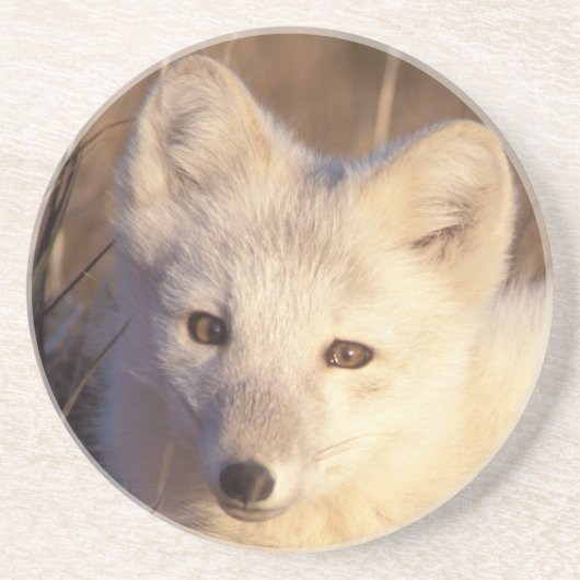 Dessous De Verre En Grès renard arctique, Alopex lagopus (Devant)