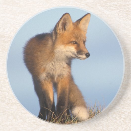 Dessous De Verre En Grès renard roux, Vulpes vulpes (Devant)