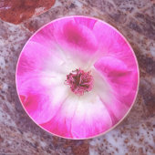 Dessous De Verre En Grès Roses d'iceberg rose