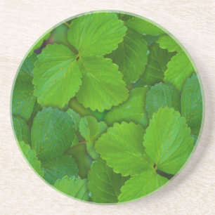 Dessous De Verre En Grès Saint Basil Tulsi Green Mint Feuilles