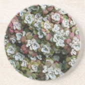 Dessous De Verre En Grès Sedum Spathulifolium Succulent Plantes Floral (Devant)