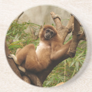Dessous De Verre En Grès Série animale — Singe récurrent
