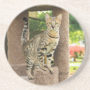 Dessous De Verre En Grès Série de chats — Serval Savannah Chat—Dessous de v