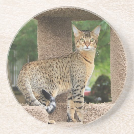 Dessous De Verre En Grès Série de chats — Serval Savannah Chat—Dessous de v (Devant)