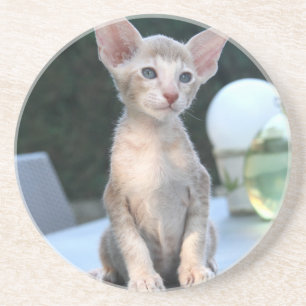 Dessous De Verre En Grès Siamese Kitten sur une table