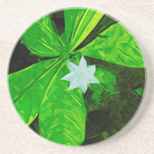 Dessous De Verre En Grès Star Flower, un Fleur sauvage blanc Abstrait (Devant)