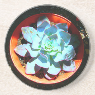 Dessous De Verre En Grès Succulent d'usine de désert d'Echeveria