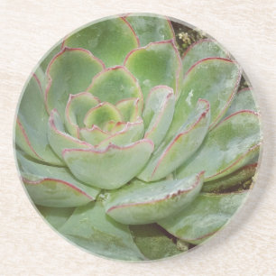 Dessous De Verre En Grès Succulente, Poule et Poussins
