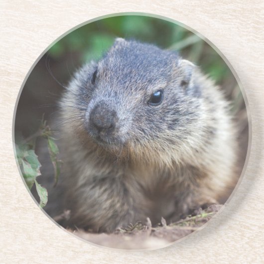 Dessous De Verre En Grès Tapis de bébé marmotte curieuse (Devant)