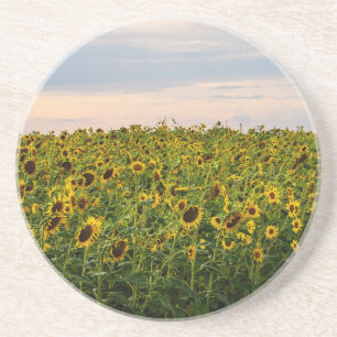 Dessous De Verre En Grès Terrain de tournesol dans la lumière du soir