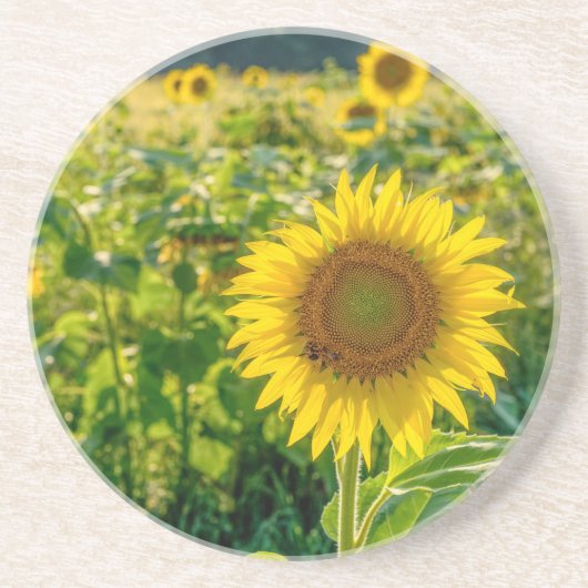 Dessous De Verre En Grès Terrain de tournesol doré (Devant)