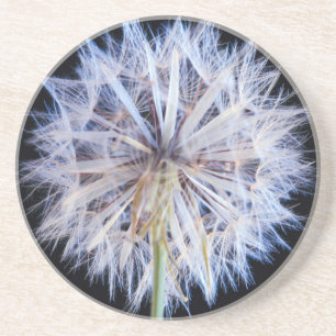 Dessous De Verre En Grès Tête de graine de Pissenlit (Taraxacum Officinale)