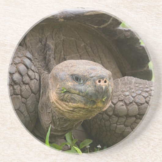 Dessous De Verre En Grès Tortue géante (Devant)