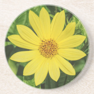 Dessous De Verre En Grès Tournesol de Helianthus 'Lemon Queen'