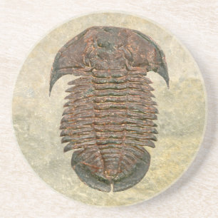 Dessous De Verre En Grès Trilobite fossile de Yuepingia
