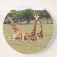 Trois girafe à Fossil Rim