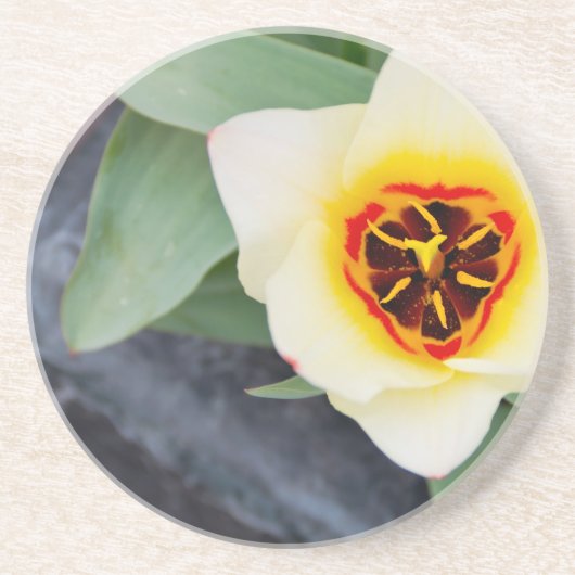 Dessous De Verre En Grès Tulipe (Devant)