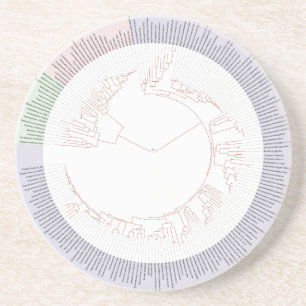 Dessous De Verre En Grès Un arbre phylogénétique de diagramme de la vie