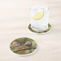Une paire de coquins Zebra Finches Songbirds