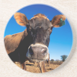 Dessous De Verre En Grès Une vache jersiaise curieuse