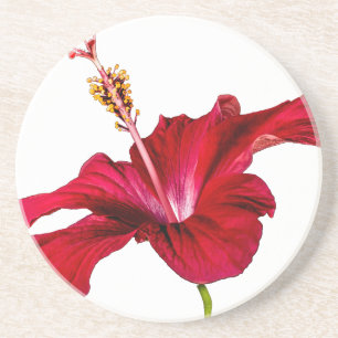 Dessous De Verre En Grès Vue latérale de l'Hibiscus rouge