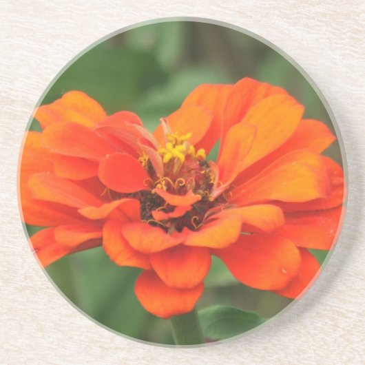 Dessous De Verre En Grès Zinnia orange (Devant)