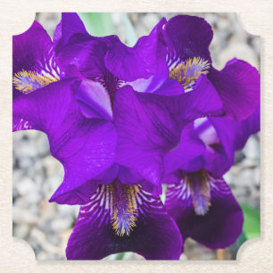 Dessous-de-verre En Papier Belle iris violet