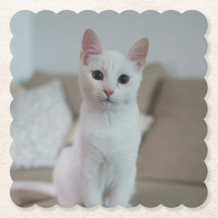 Dessous-de-verre En Papier chat blanc Zazzle_Growshop.