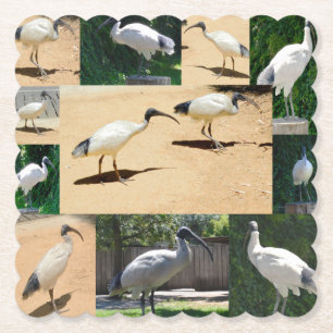 Dessous-de-verre En Papier Chroniques Du Poulet De Bin : Collage Photo De L'I