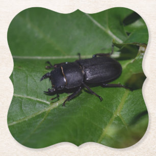 Dessous-de-verre En Papier Dorcus parallelipipedus, le moindre dendroctone du