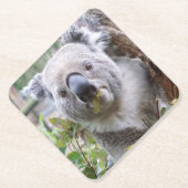 Dessous-de-verre En Papier Ours de Koala (Devant)