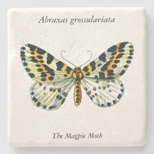 Dessous-de-verre En Pierre Abraxas grand ulariata, The Magpie Moth Color Imag