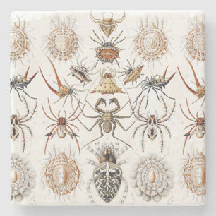Dessous-de-verre En Pierre Academia Noire Haeckel Vintage Araignée Symétrie A